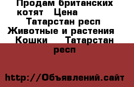 Продам британских котят › Цена ­ 1 500 - Татарстан респ. Животные и растения » Кошки   . Татарстан респ.